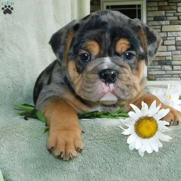 Beau, Miniature Bulldog Puppy